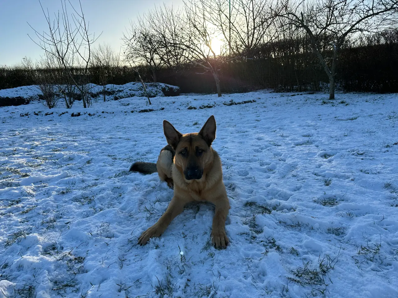 Billede 3 - Schæfer/Rottweiler blanding