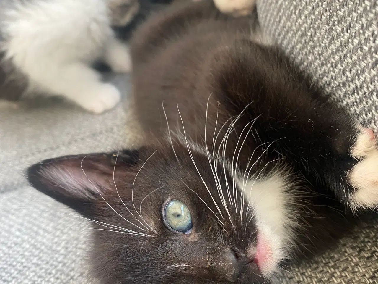 Billede 1 - katte killinger