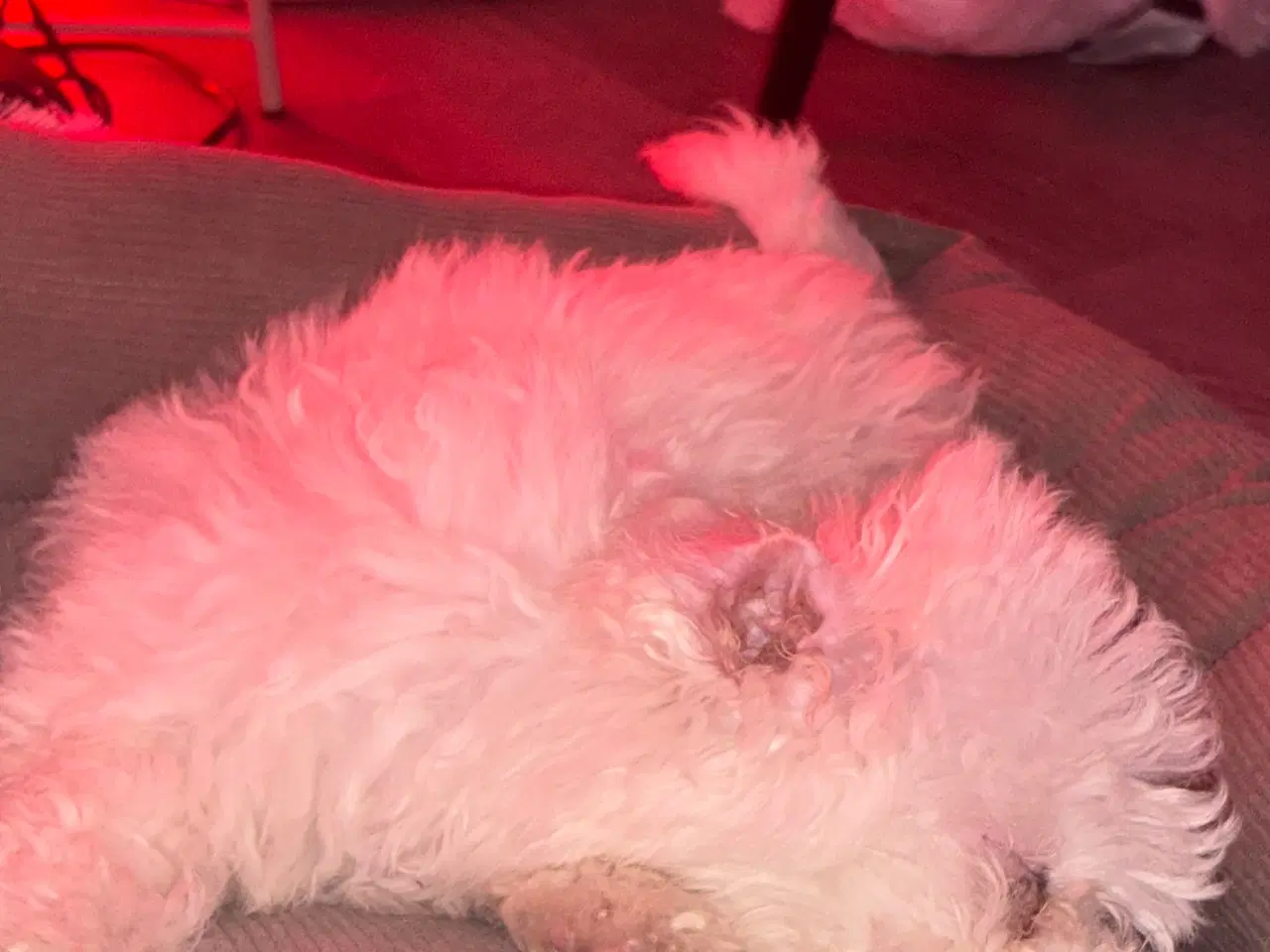 Billede 3 - Hvalp til salg🩵