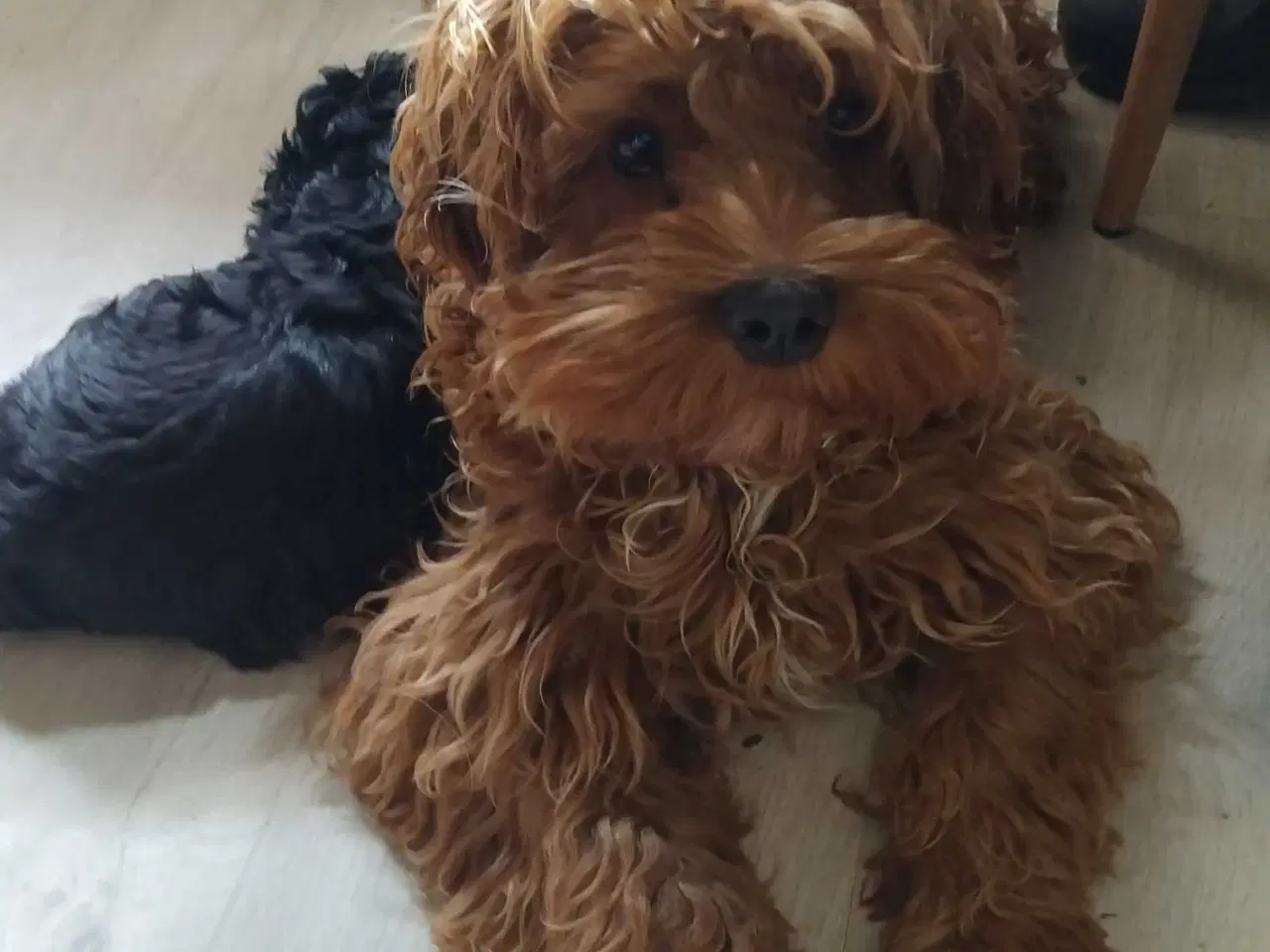 Billede 3 - Sødeste Cockapoo pige 