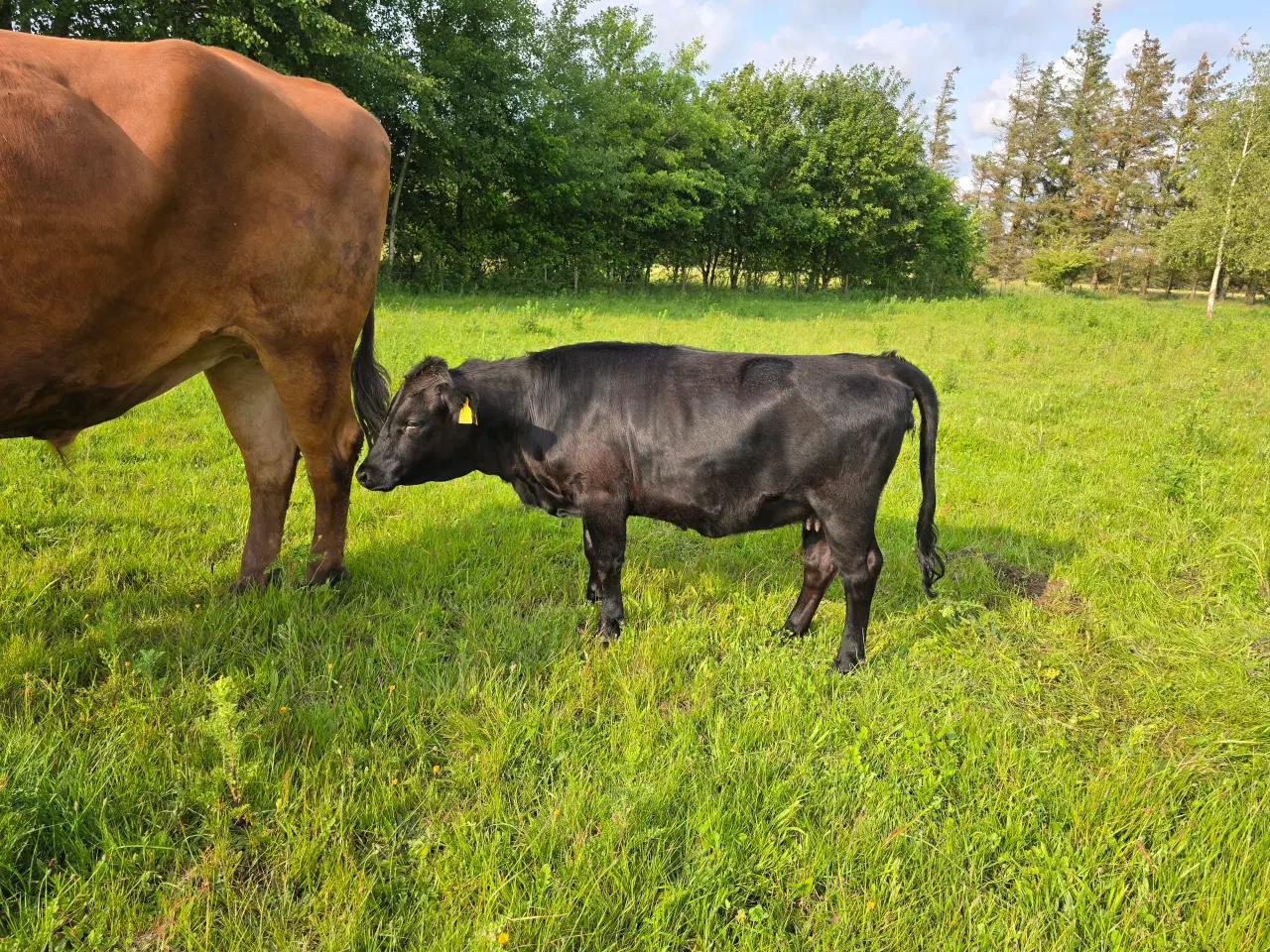 Billede 5 - Dexter kvie polled