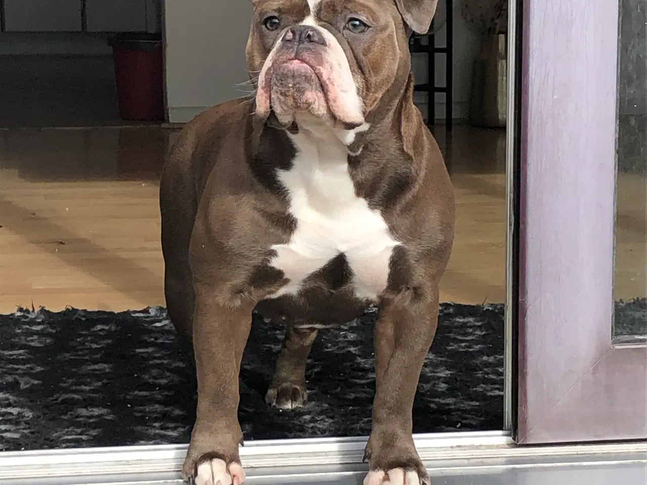 Billede 5 - Old English bulldog hvalpe