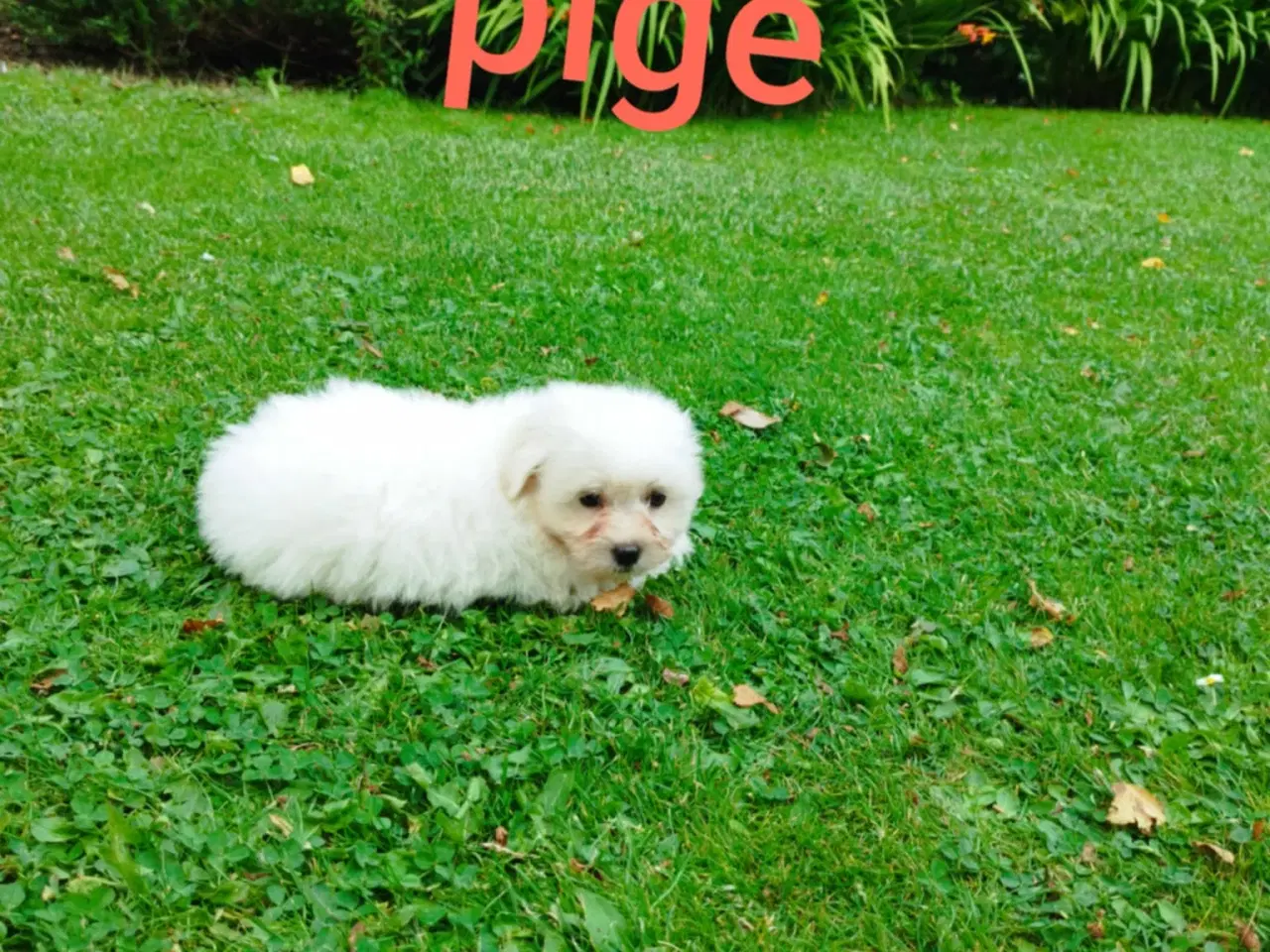 Billede 10 - Coton de tulear