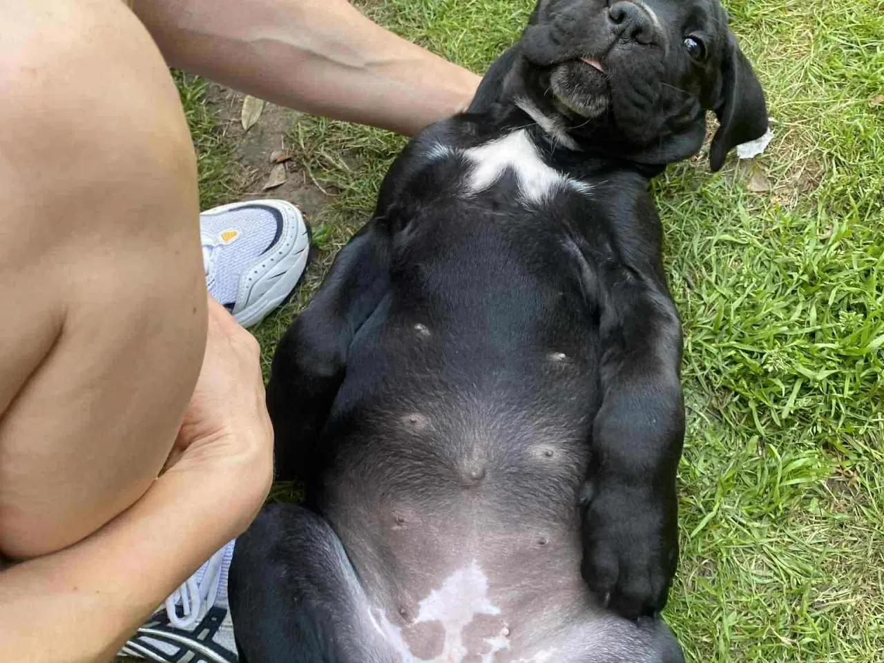 Billede 17 - CaneCorso hvalpe