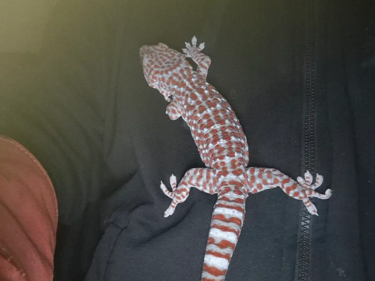 Billede 3 - sjældenhed (!) 2x tokay unger 