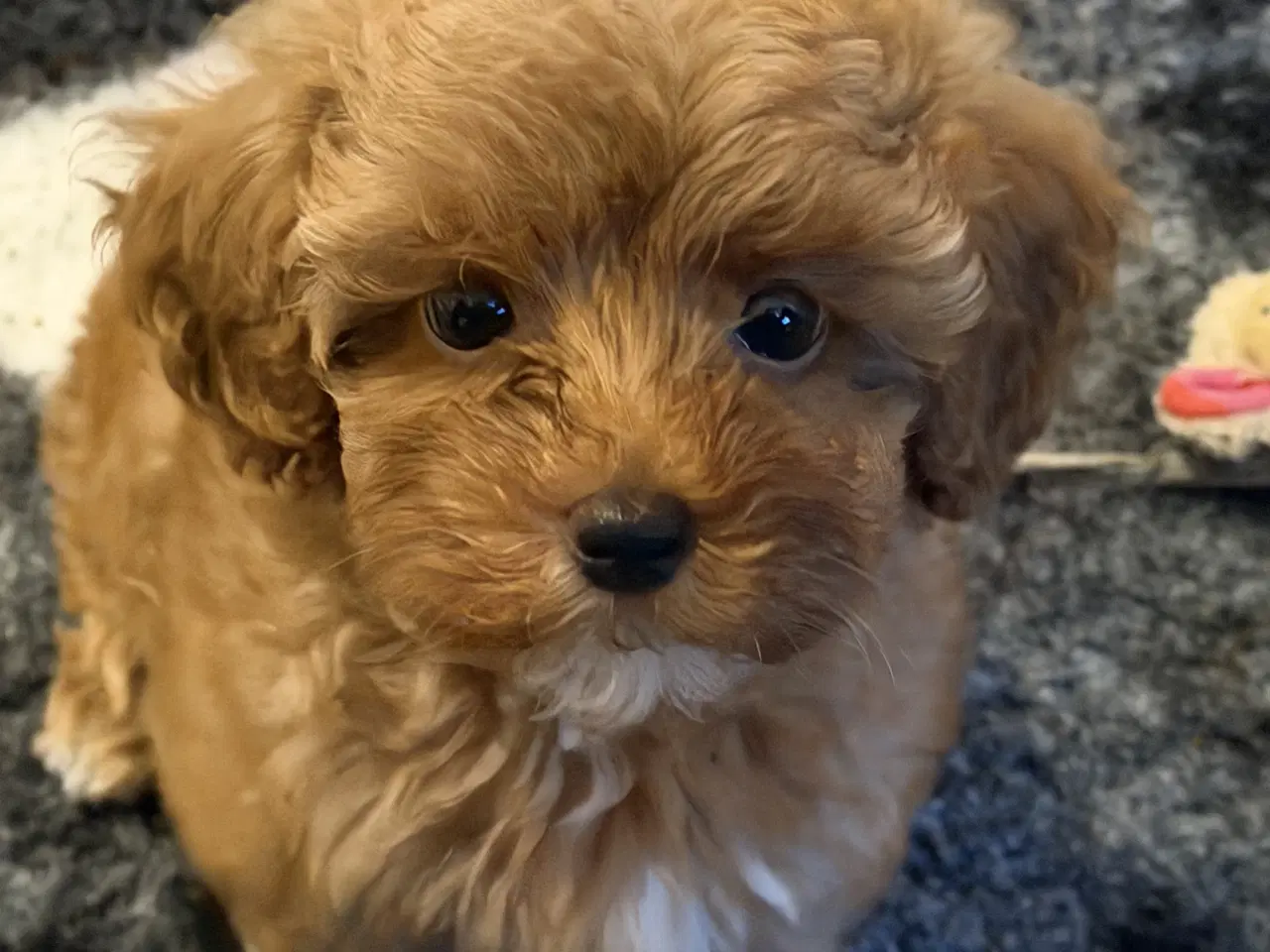 Billede 9 - 🐾maltipoo miniature 🐾