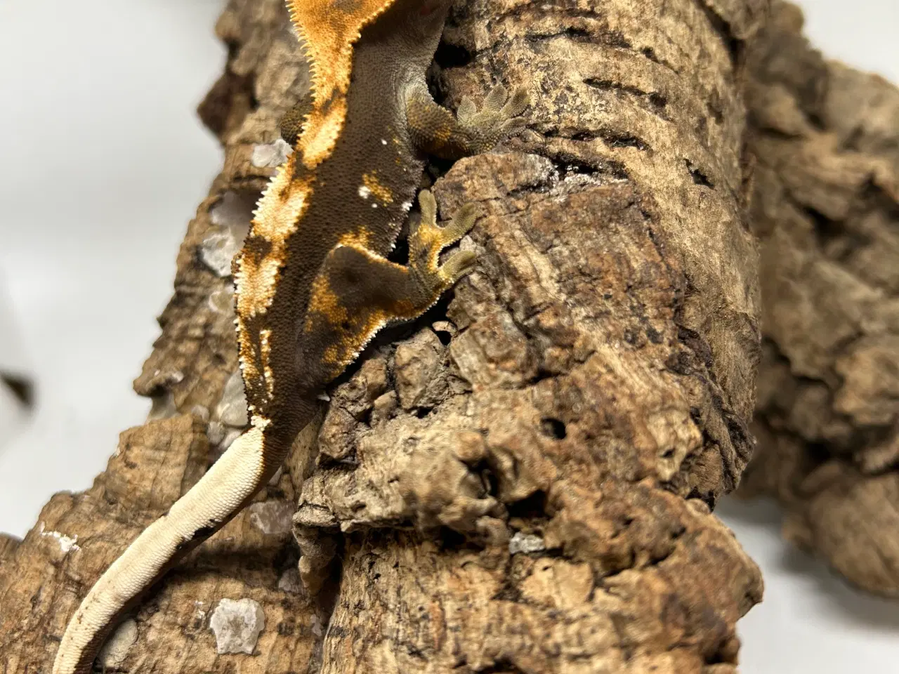 Billede 3 - Kronegekko ung han 