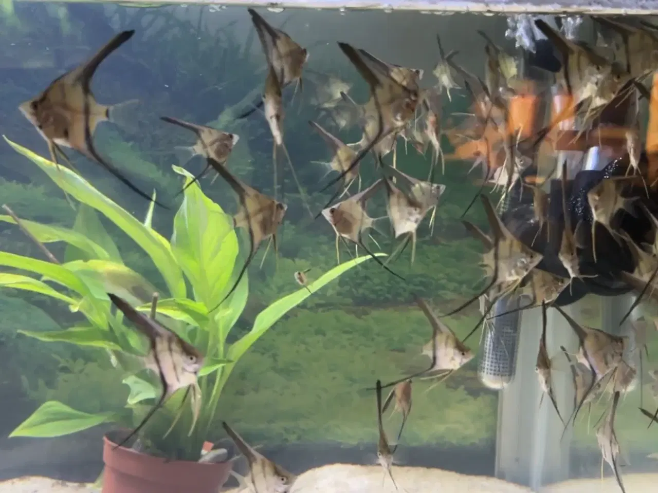 Billede 6 - Rio Nanay Scalare F2