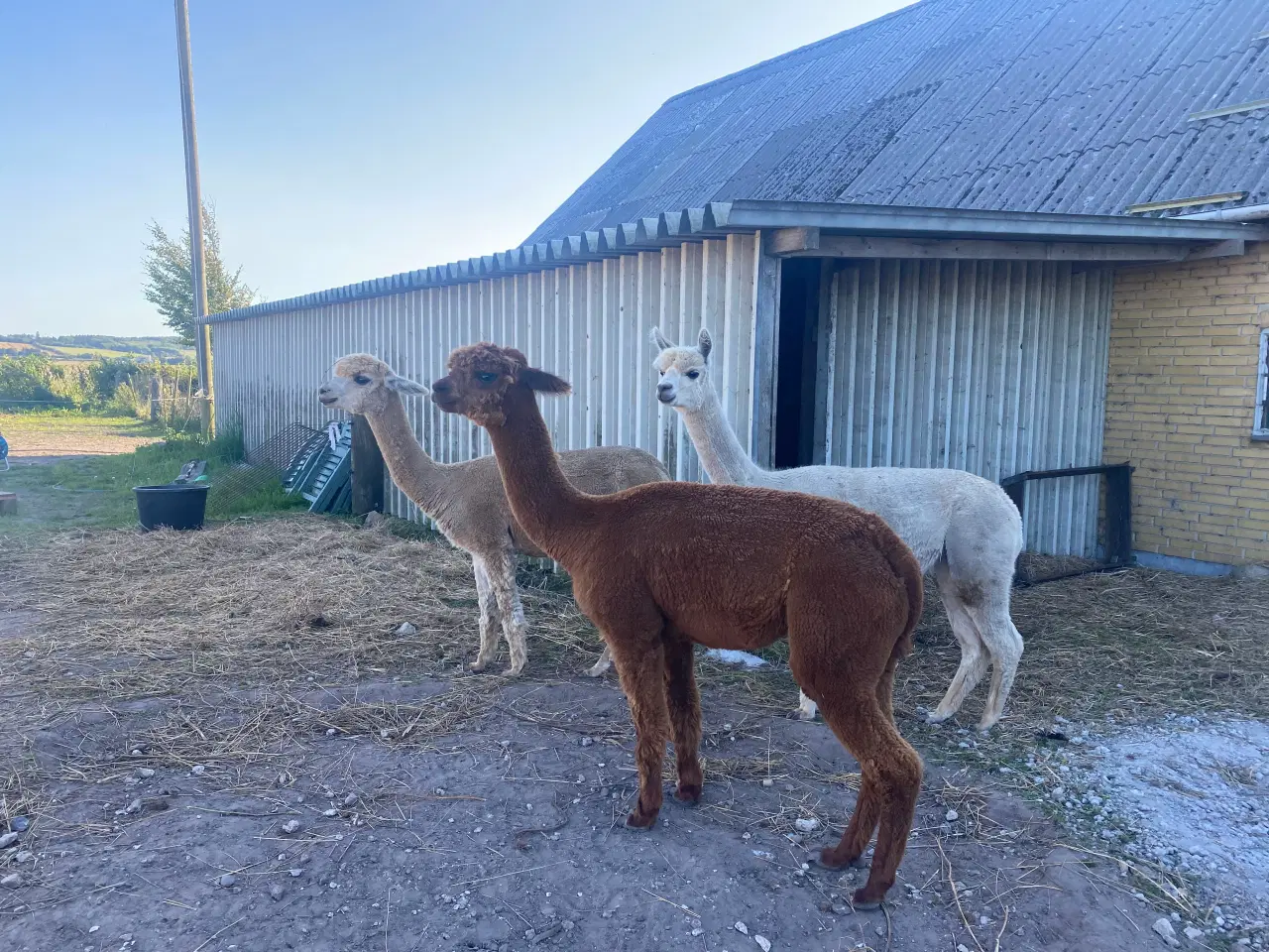 Billede 3 - 3 skønne alpacahopper