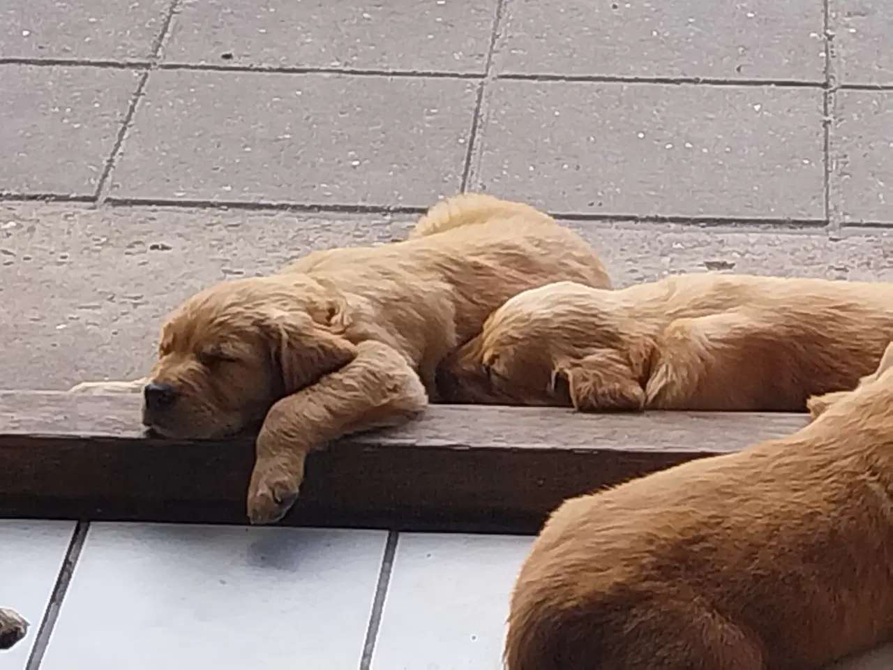 Billede 13 - Golden retriver hvalpe familie og jagthunde 