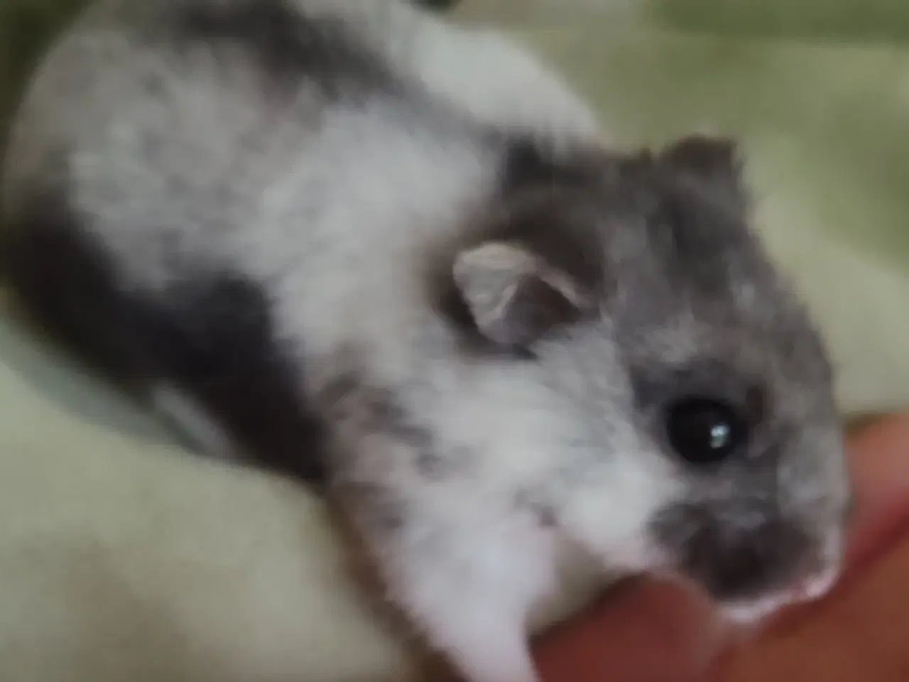 Billede 4 - Dværg Hamster