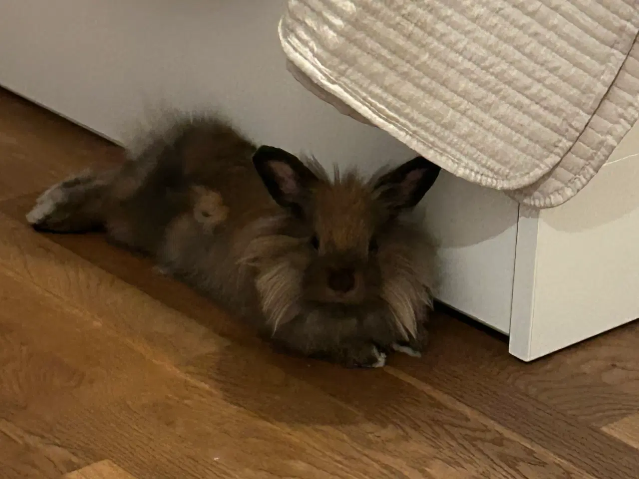 Billede 2 - Kælne inde kaniner søger nyt hjem
