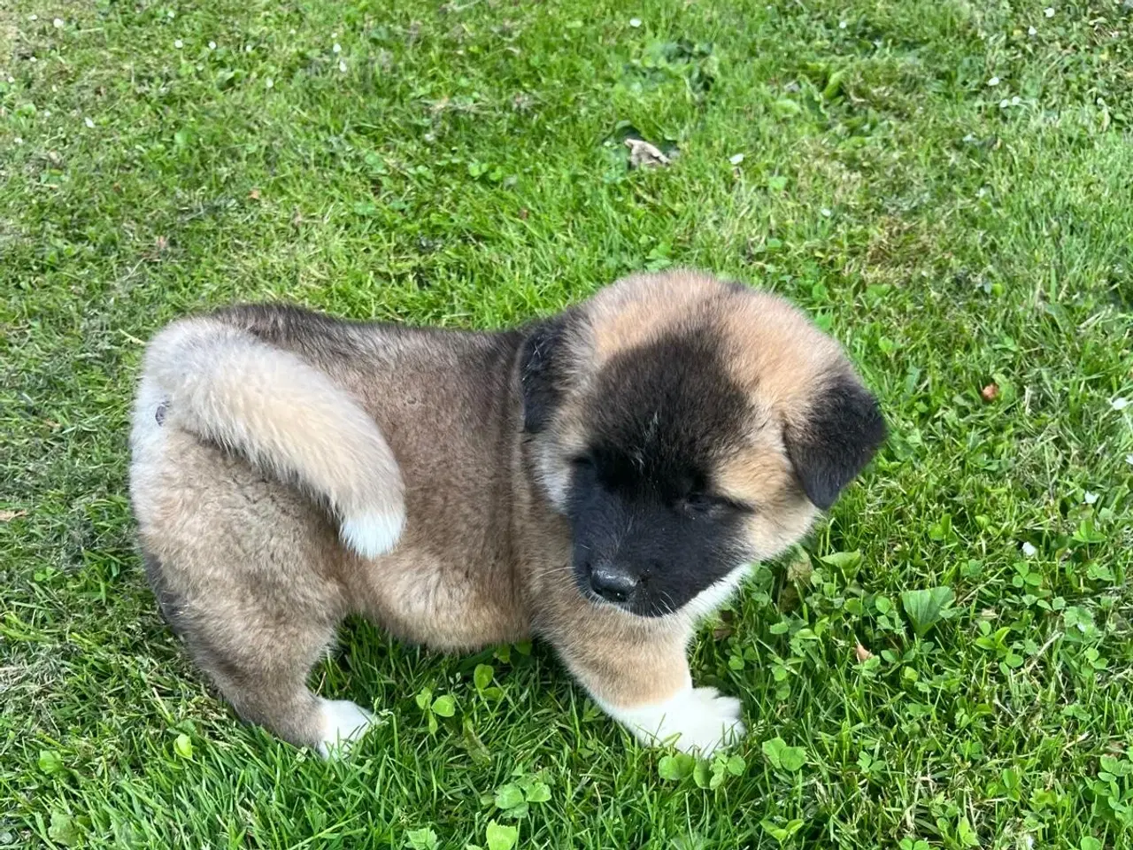 Billede 10 - Hundehvalpe Akita American 