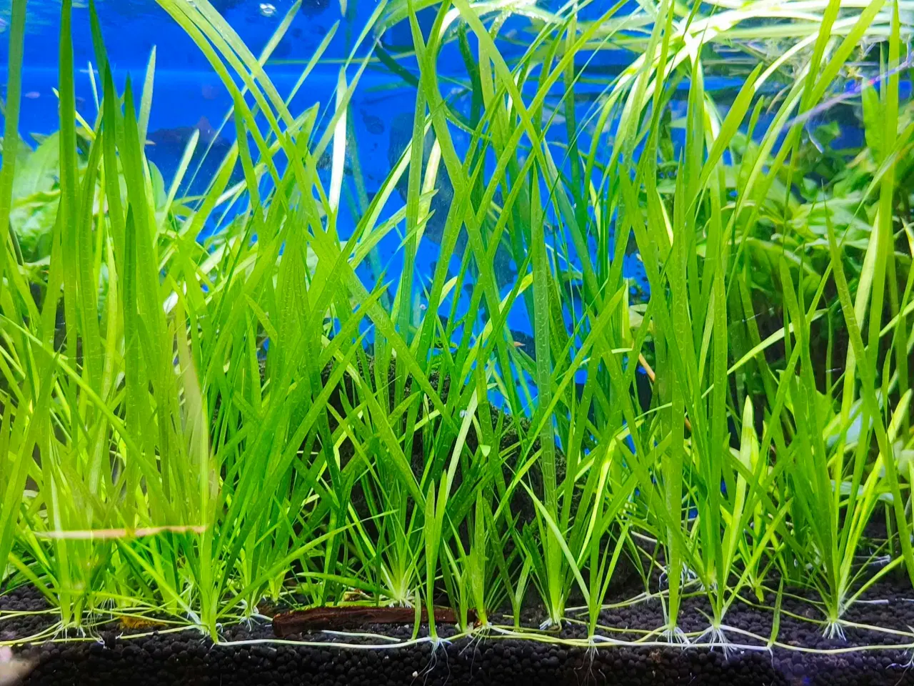 Billede 1 - Valisneria planter sælges