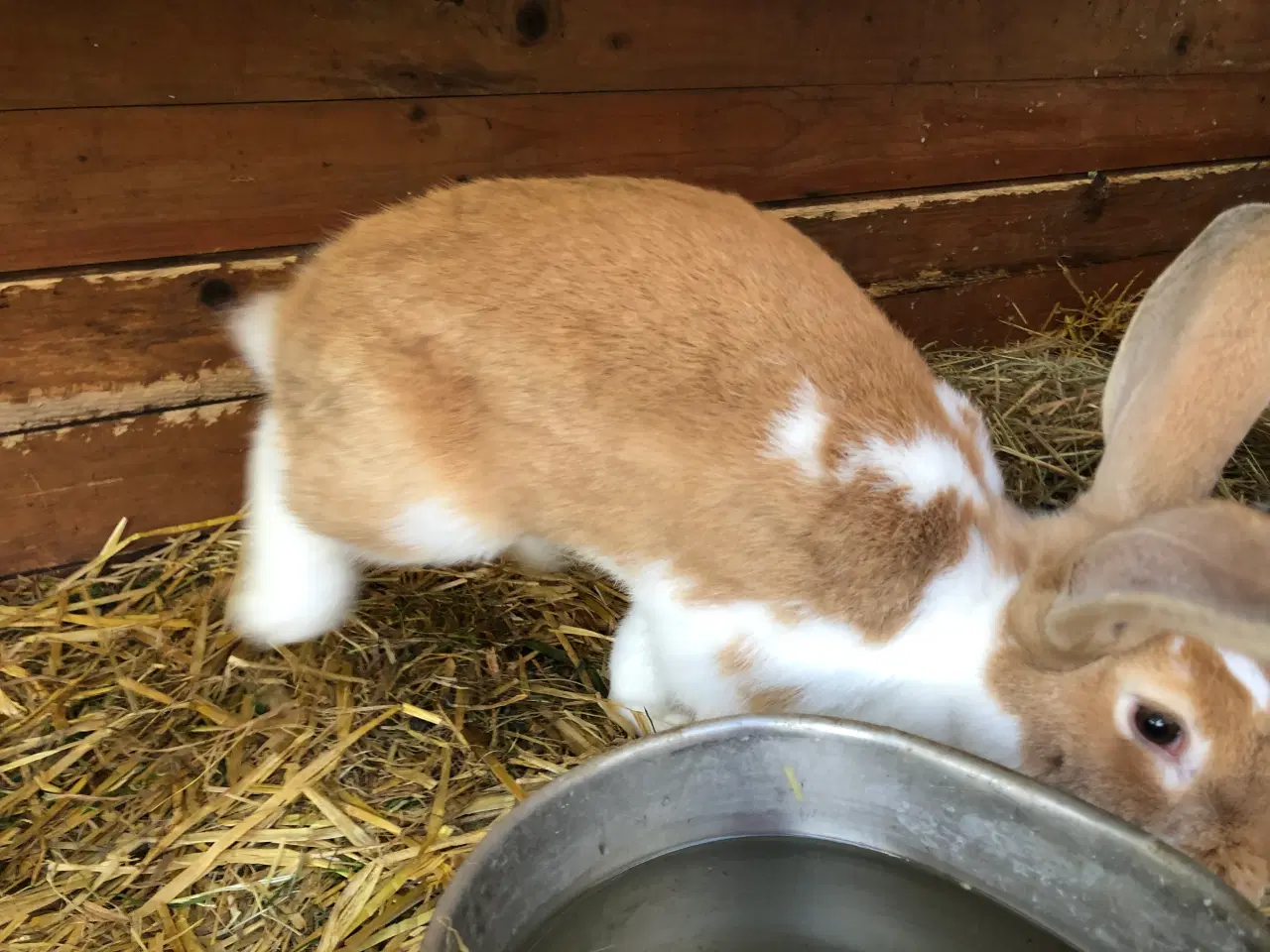 Billede 6 - 2 hankanin 1/2 belgisk kæmpe