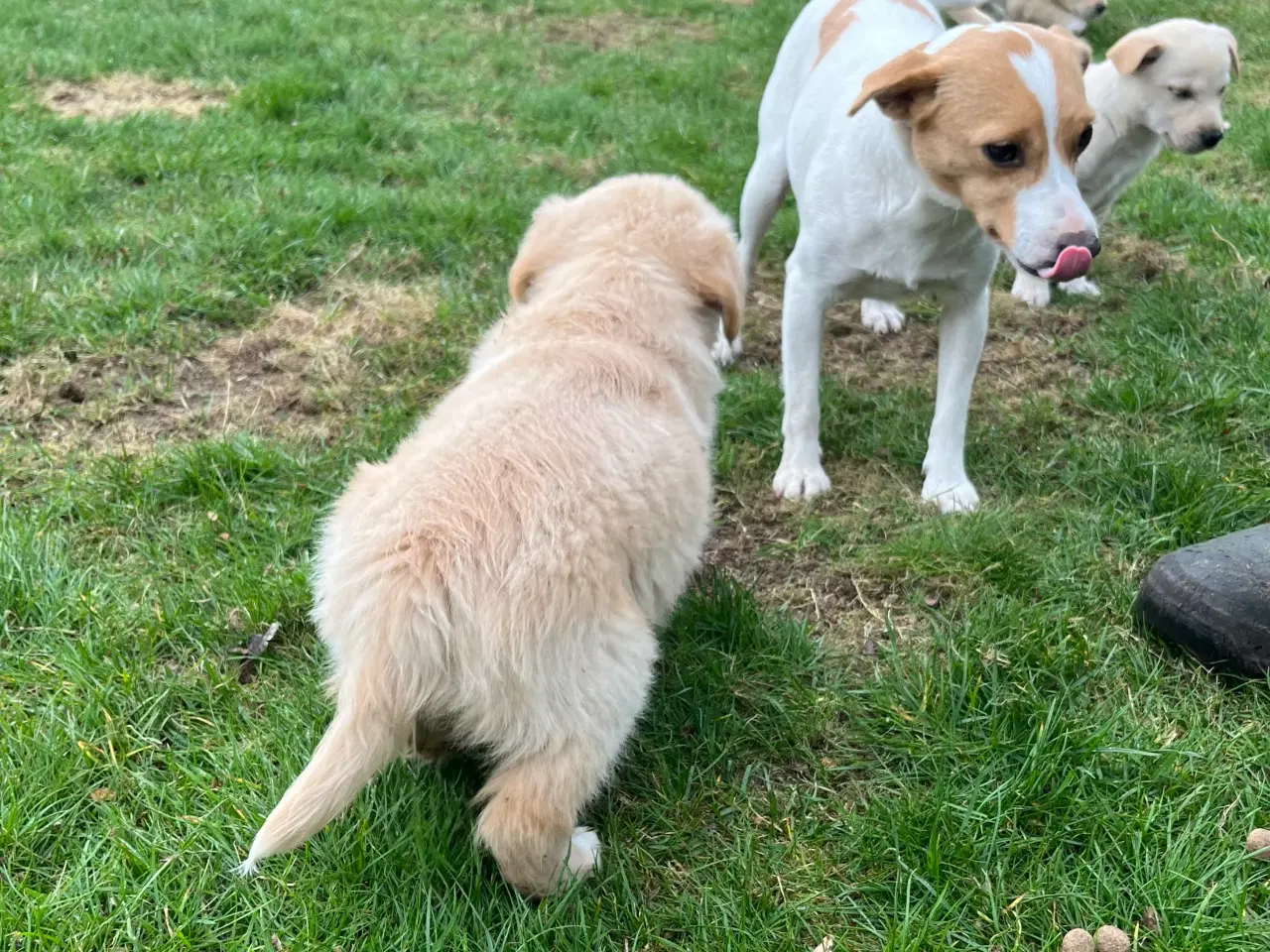 Billede 16 - 5 unikke blandingshvalpe sælges