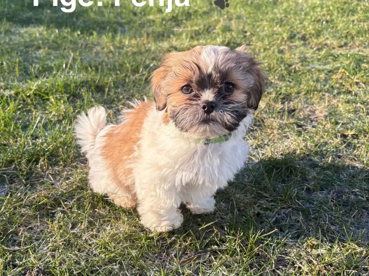 Billede 1 - Hvalpe - Shihtzu/malteser - bomuldshvalpe