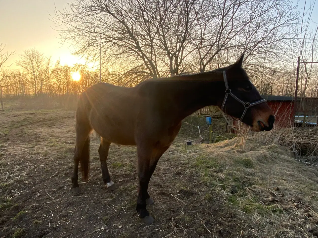 Billede 7 - 13 årig pensioneret traver hoppe/ hygge hest/