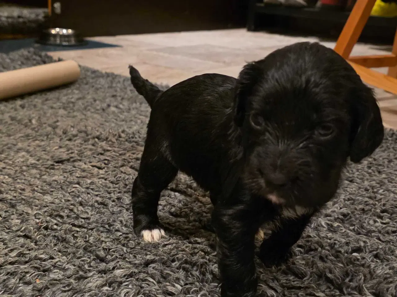 Billede 5 - FT Cocker Hvalpe.
