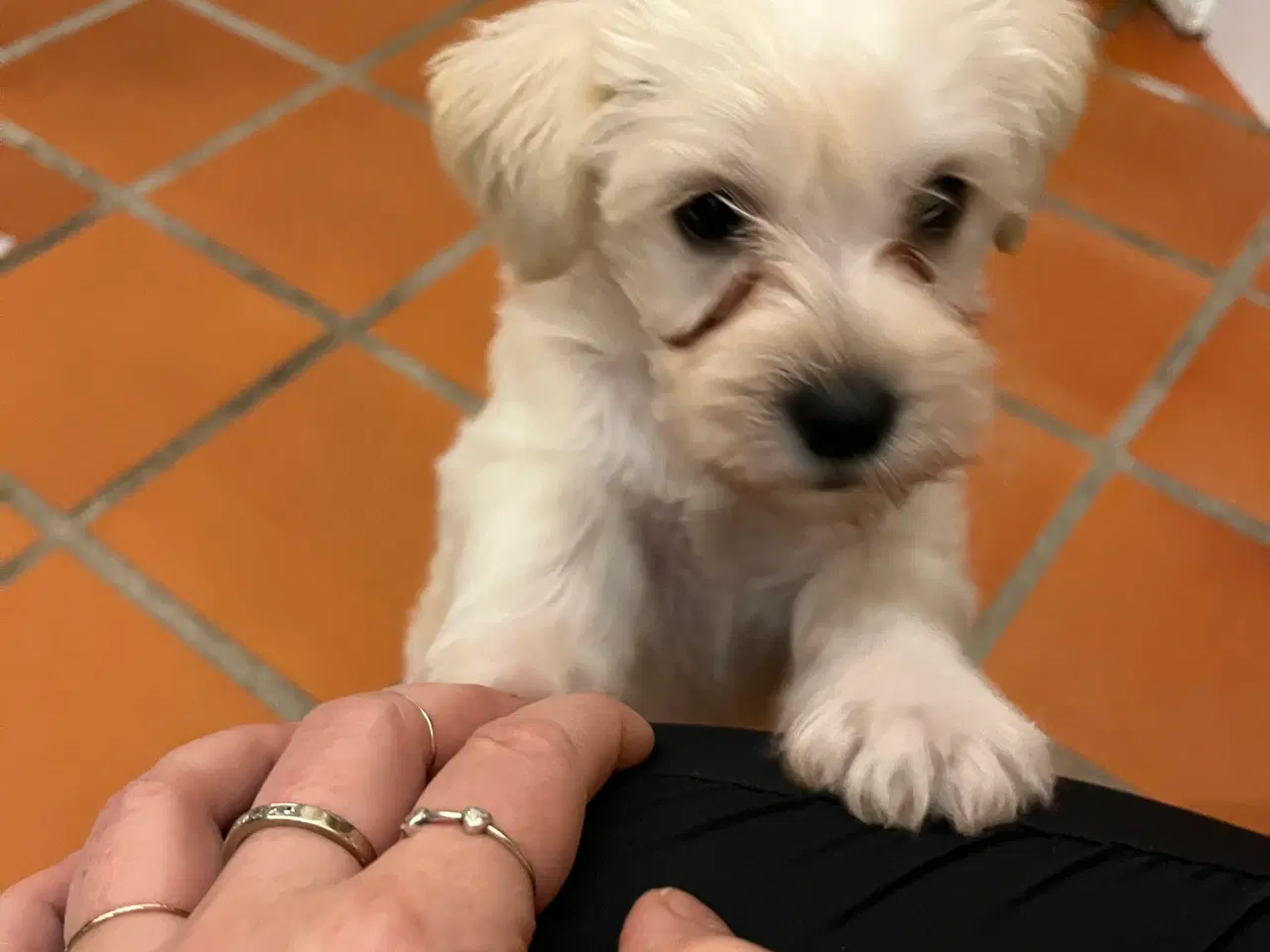 Billede 2 - Bichon Havanais/Jack Russel x Schnauzer tæve (gade