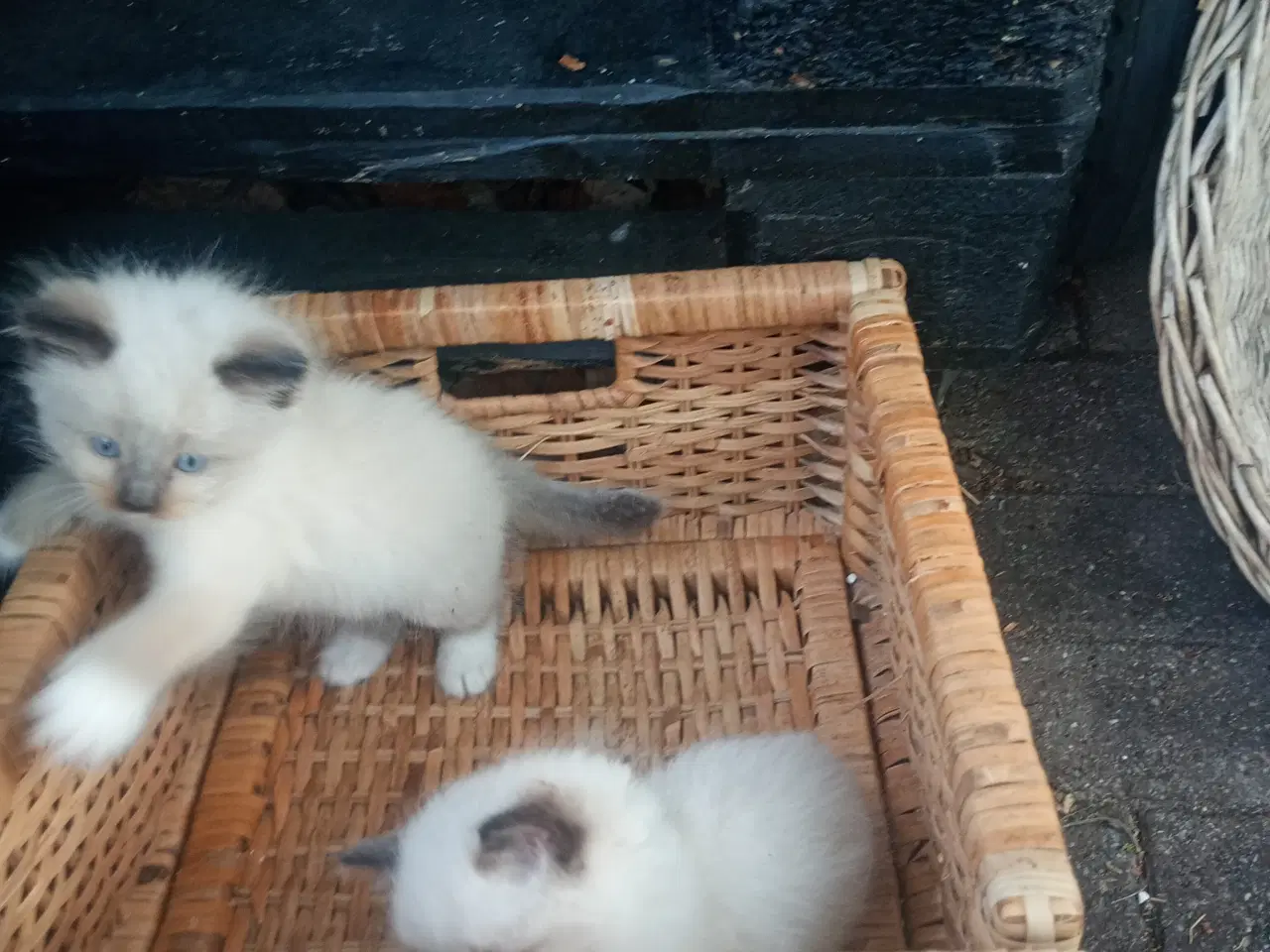 Billede 2 - 6 x baby Hellig Birma 