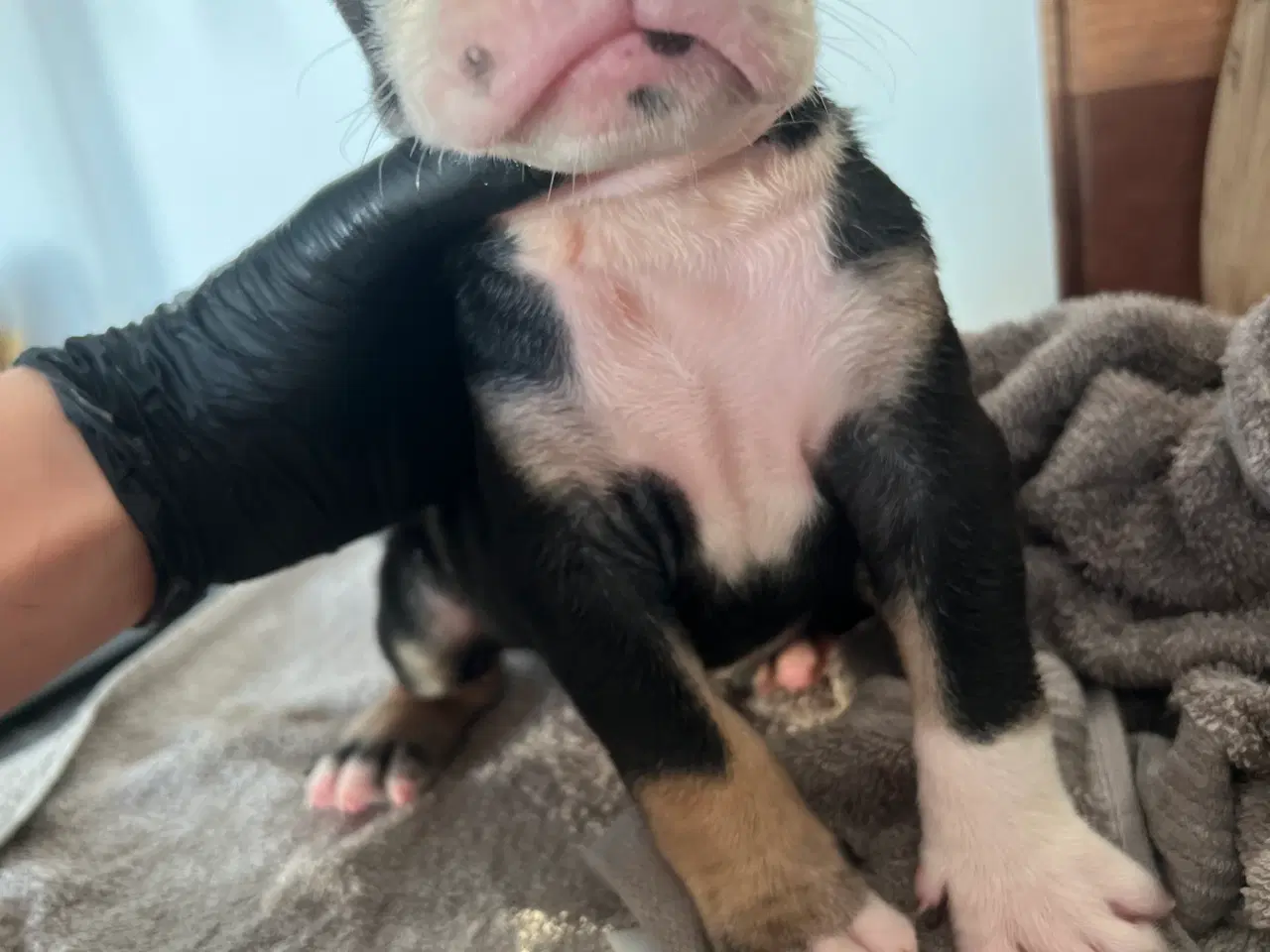 Billede 8 - 8 OEB hvalpe søger nyt hjem