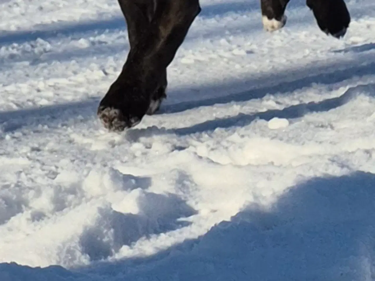 Billede 3 - Cane corso