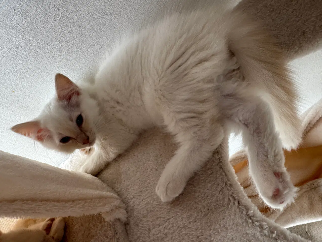 Billede 9 - Ragdoll han-misling - Klar til afrejse ;-) 