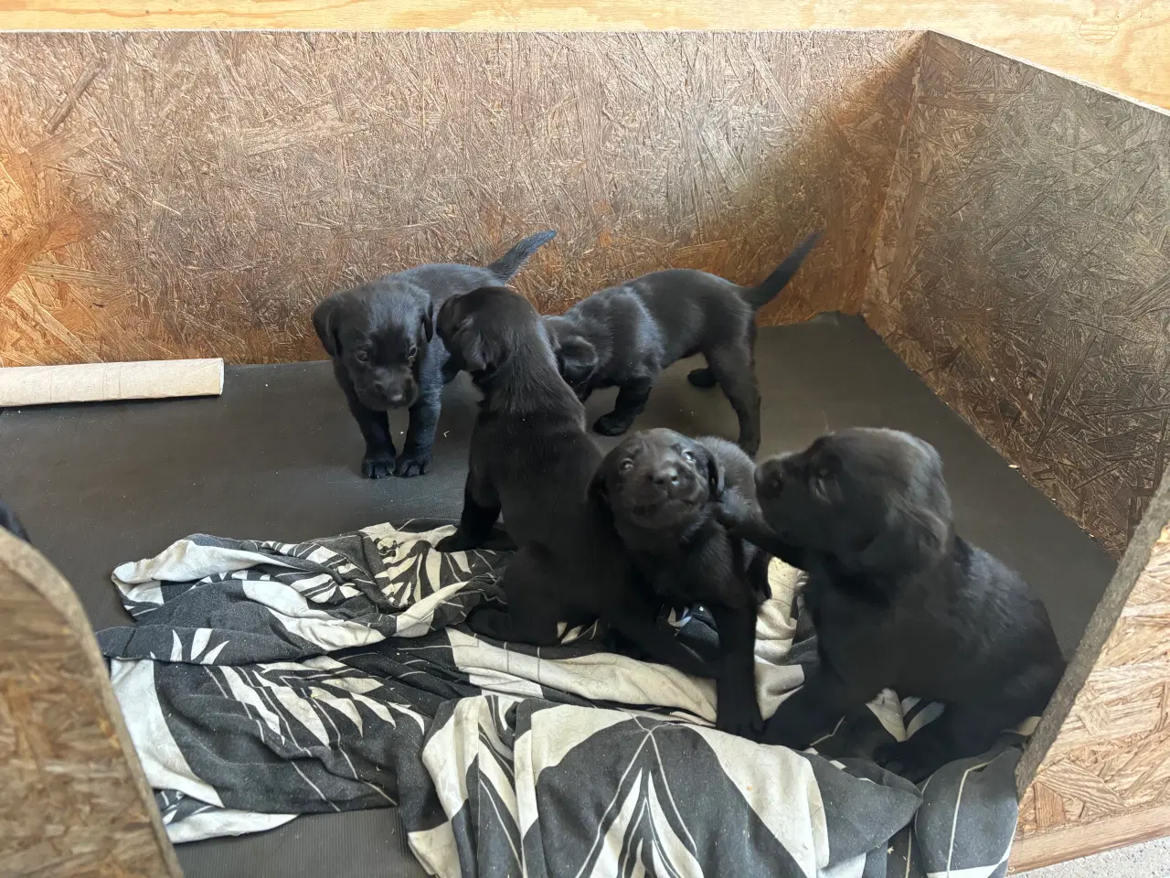 Billede 2 - Labrador F1 hvalpe