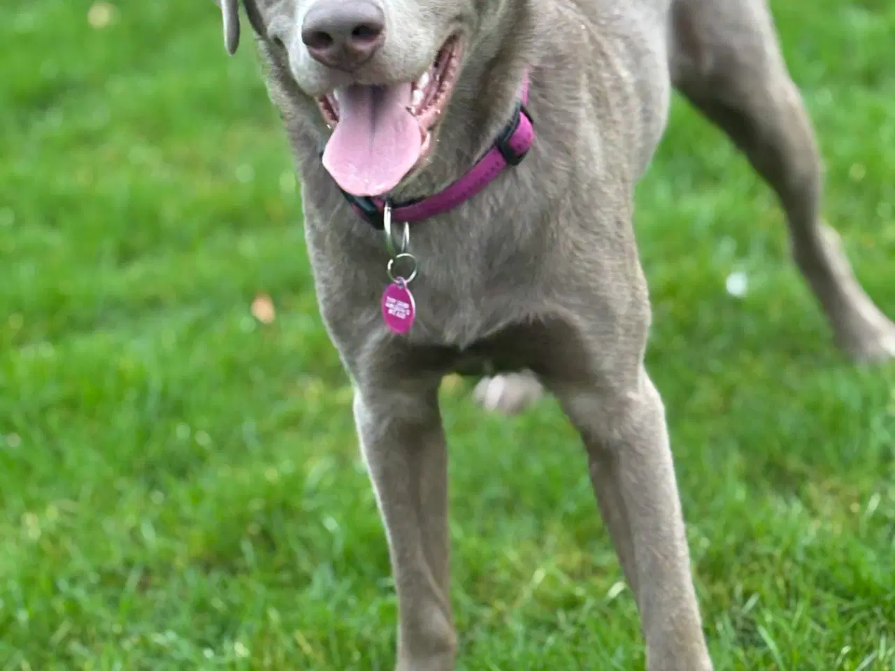 Billede 2 - Parring Tilbydes 