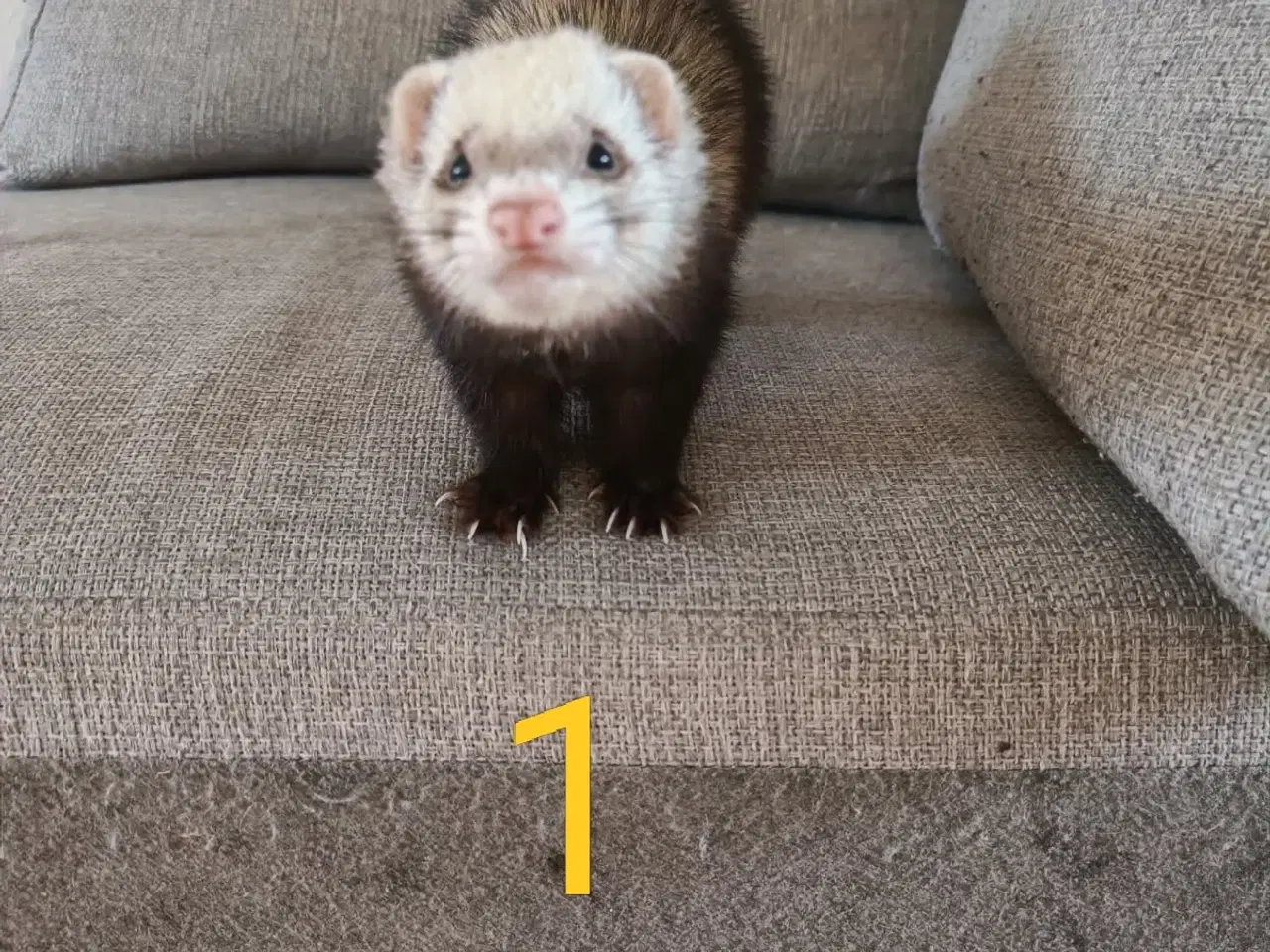 Billede 4 - Ilder/fritter tæver sælges.