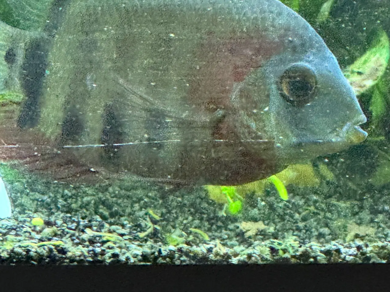 Billede 4 - Store ciklider mangler nyt hjem