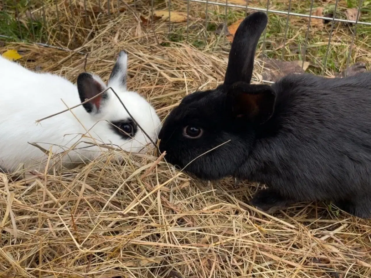 Billede 2 - Kanin (han) sælges (Ozzy)