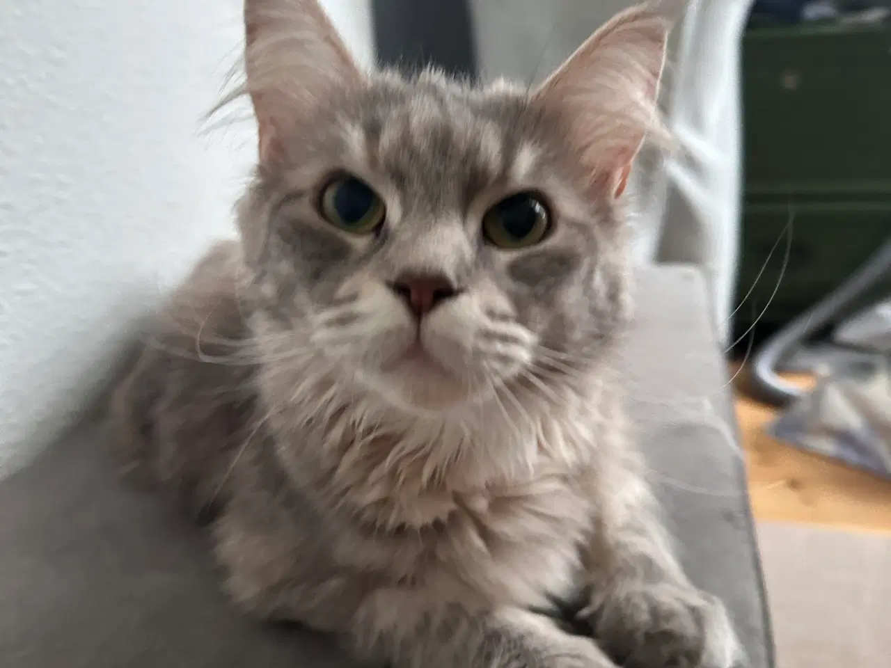 Billede 3 - Smukke og kærlige Nova søger nyt, roligt hjem 🐾