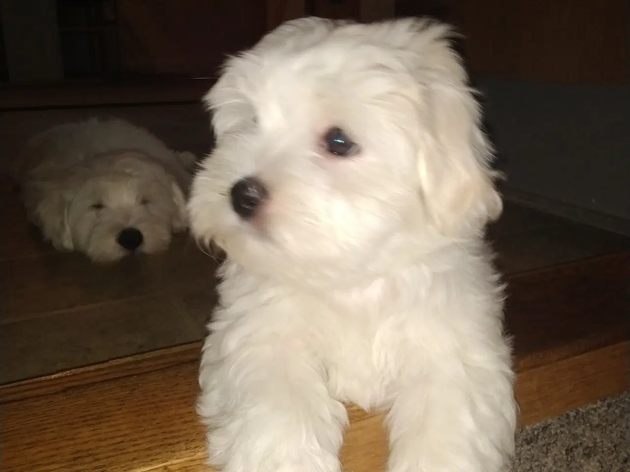 Billede 3 - Coton de Tulear 