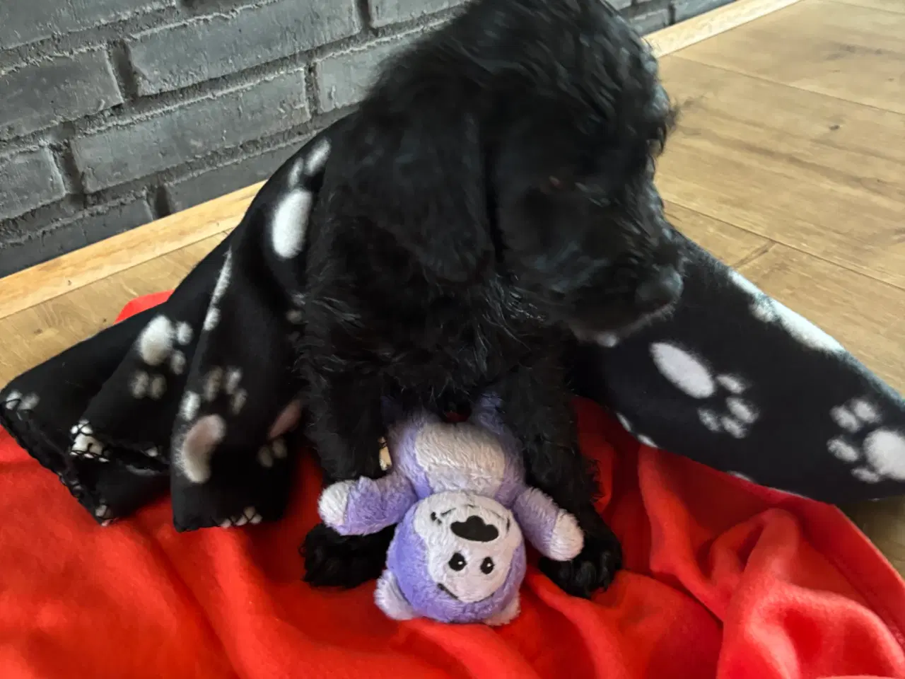 Billede 5 - Labradoodle hvalp klar til nyt hjem
