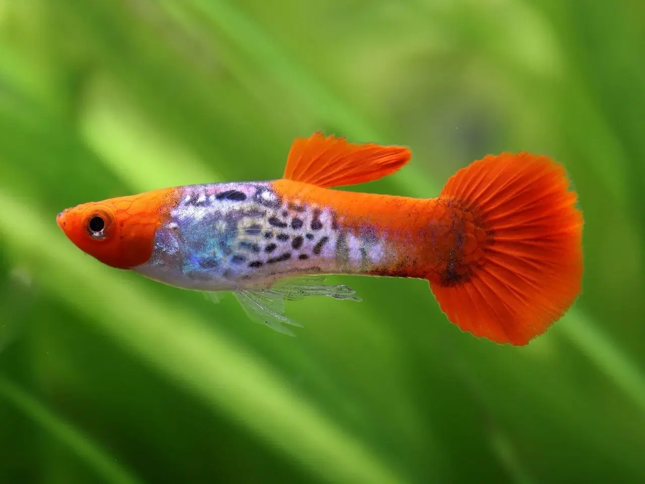 Billede 5 - ren stammede guppier