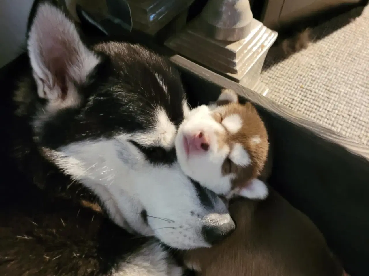 Billede 2 - Siberian Husky bear  hvalpe