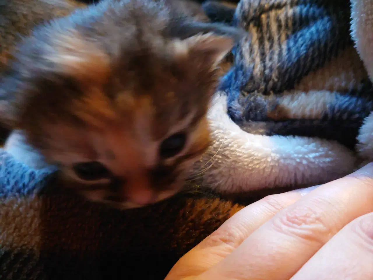 Billede 7 - Maine coon killing Far med tavle