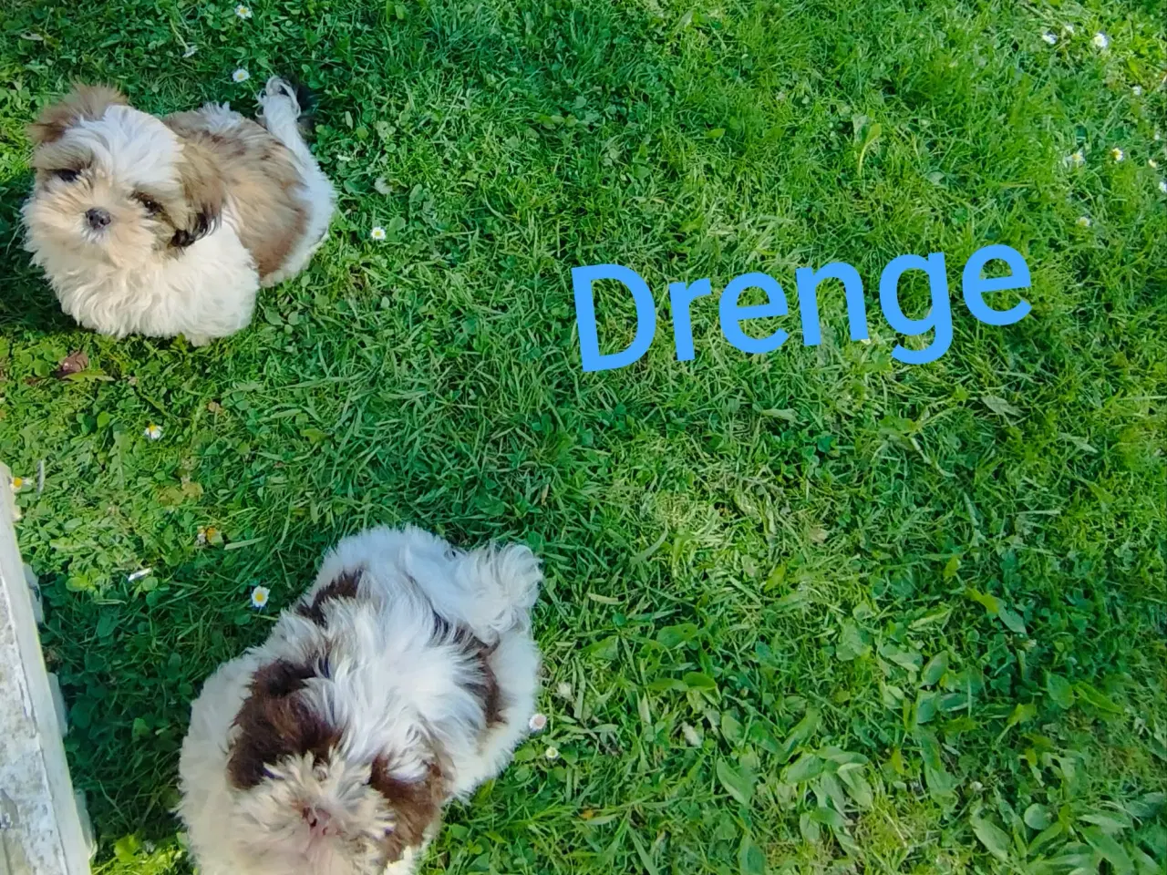 Billede 2 - Shih tzu hvalp