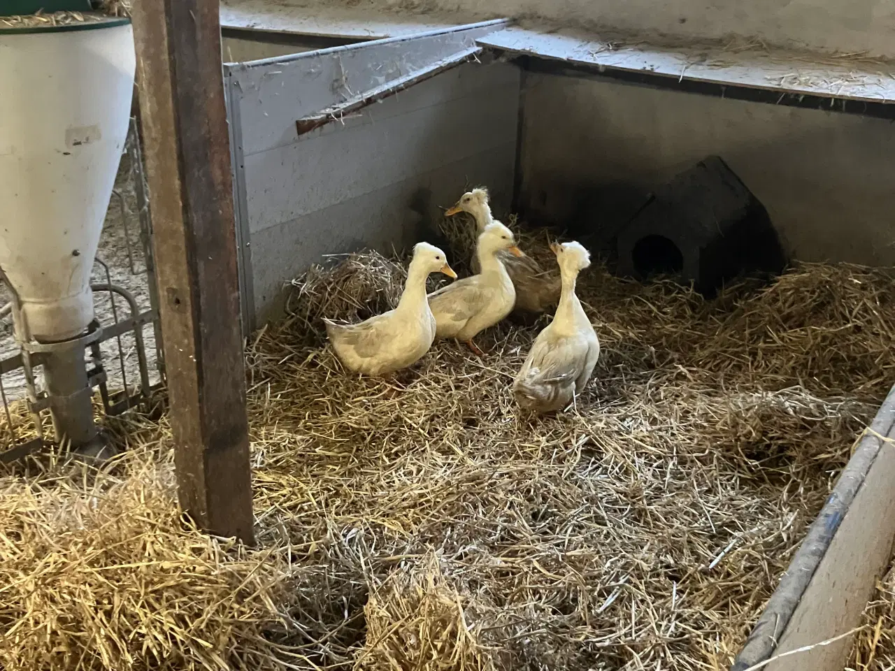 Billede 1 - Kejser ænder