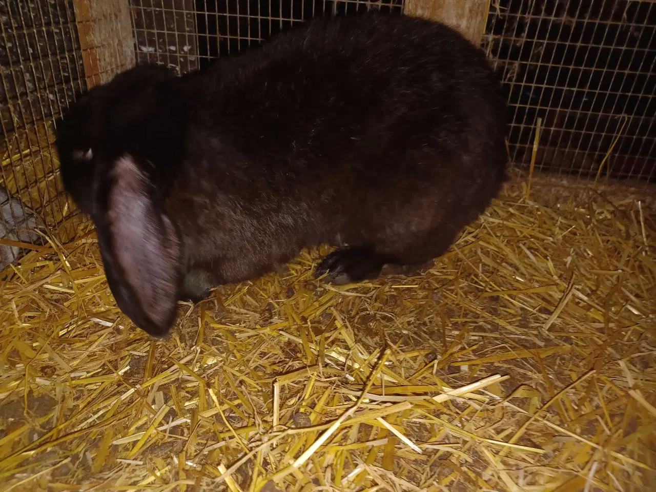 Billede 3 - Fransk vædder han