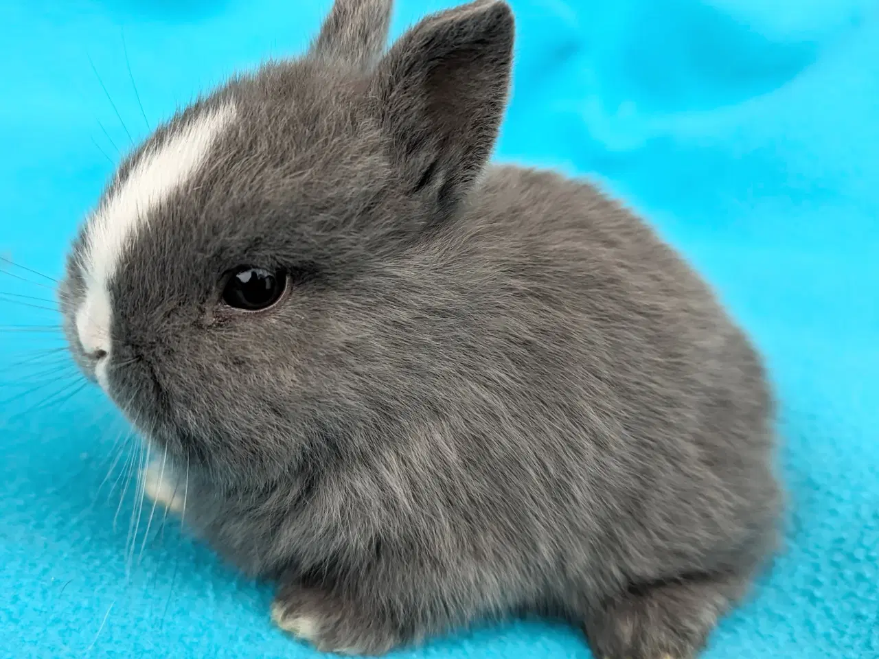 Billede 3 - Hermelin kaninunge sælges 