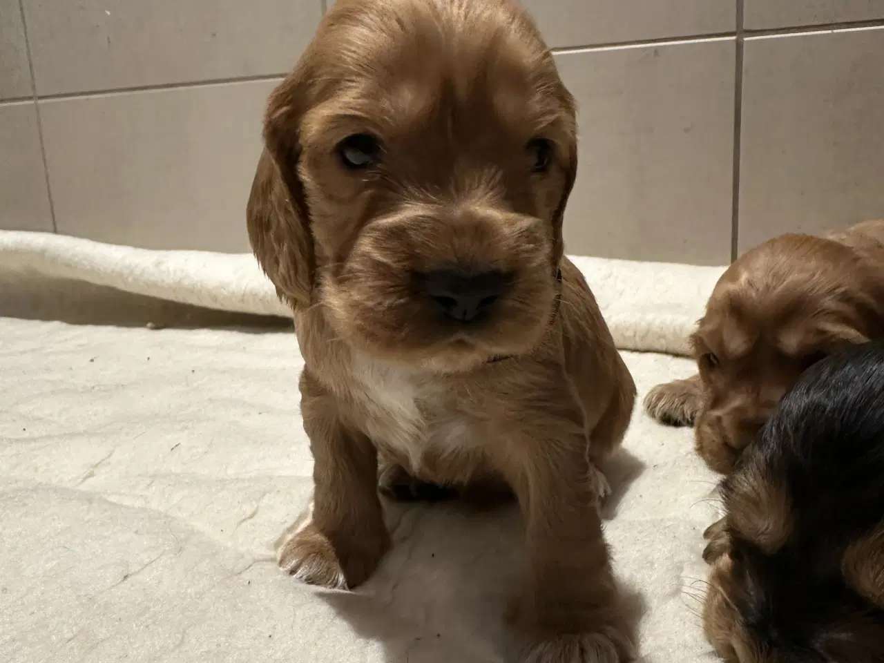 Billede 10 - Cocker spaniel 