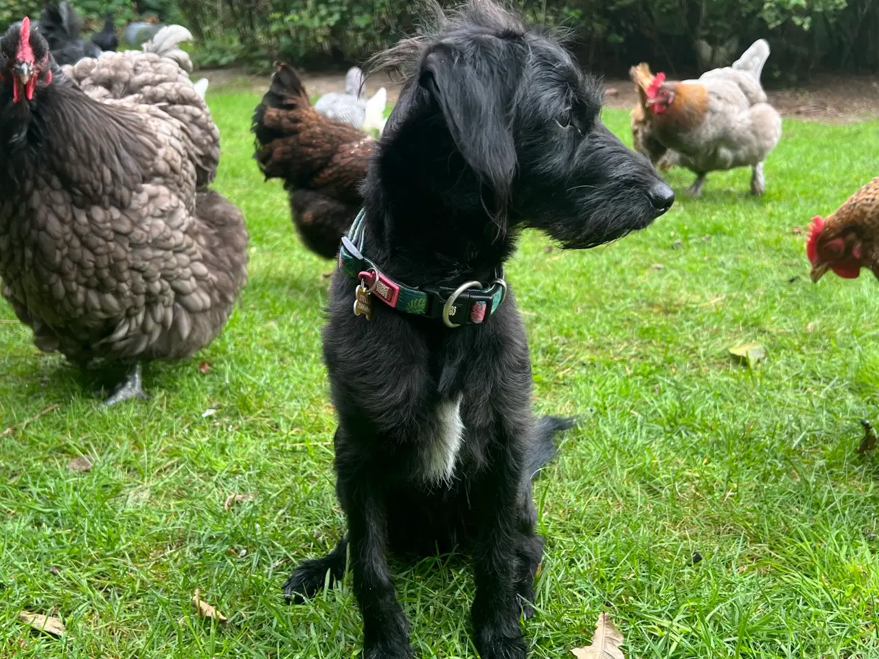 Billede 13 - Dværgpuddel blanding, foxpuddel, hvalpe