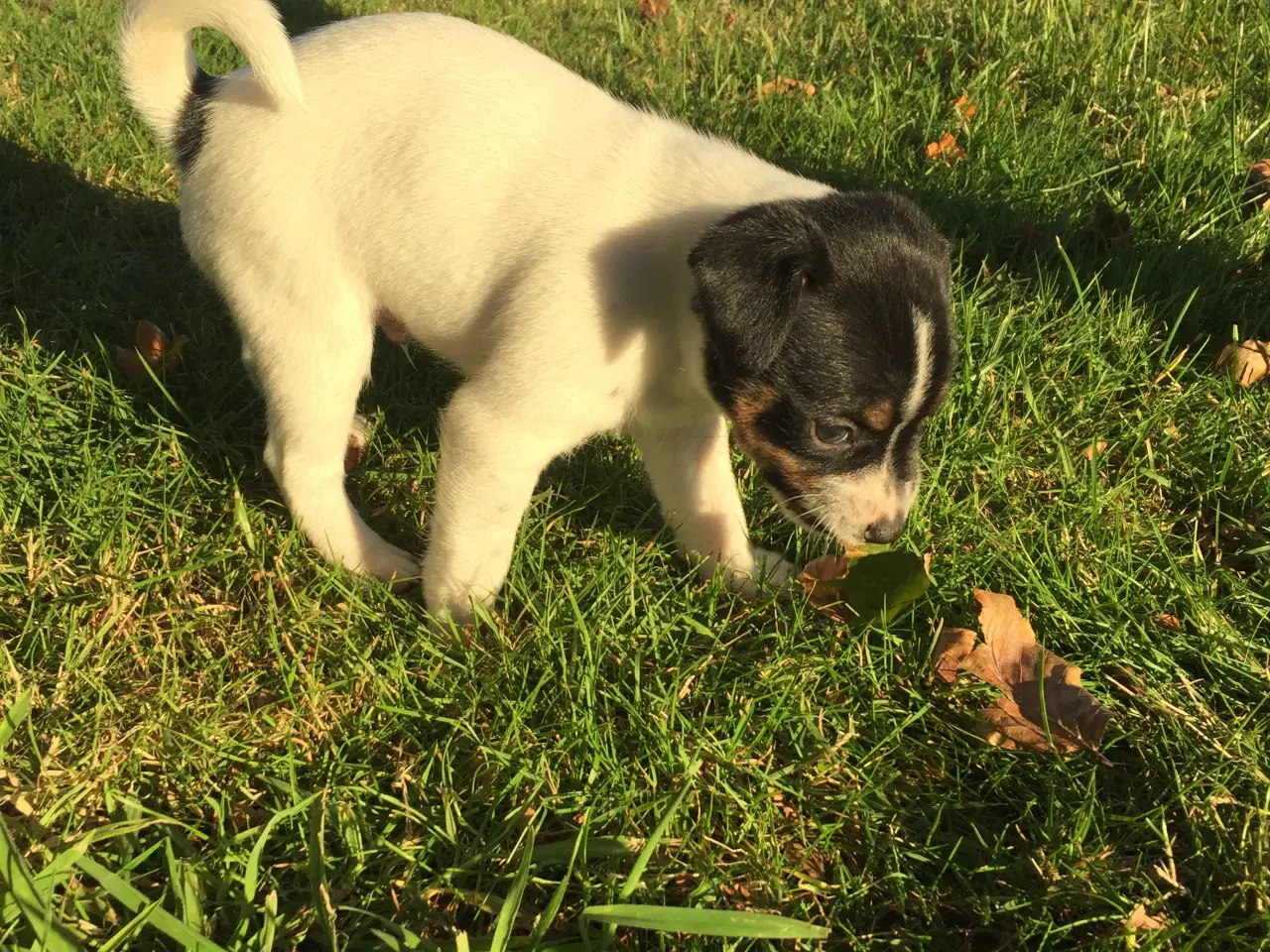 Billede 1 - Dansk svensk gårdhund