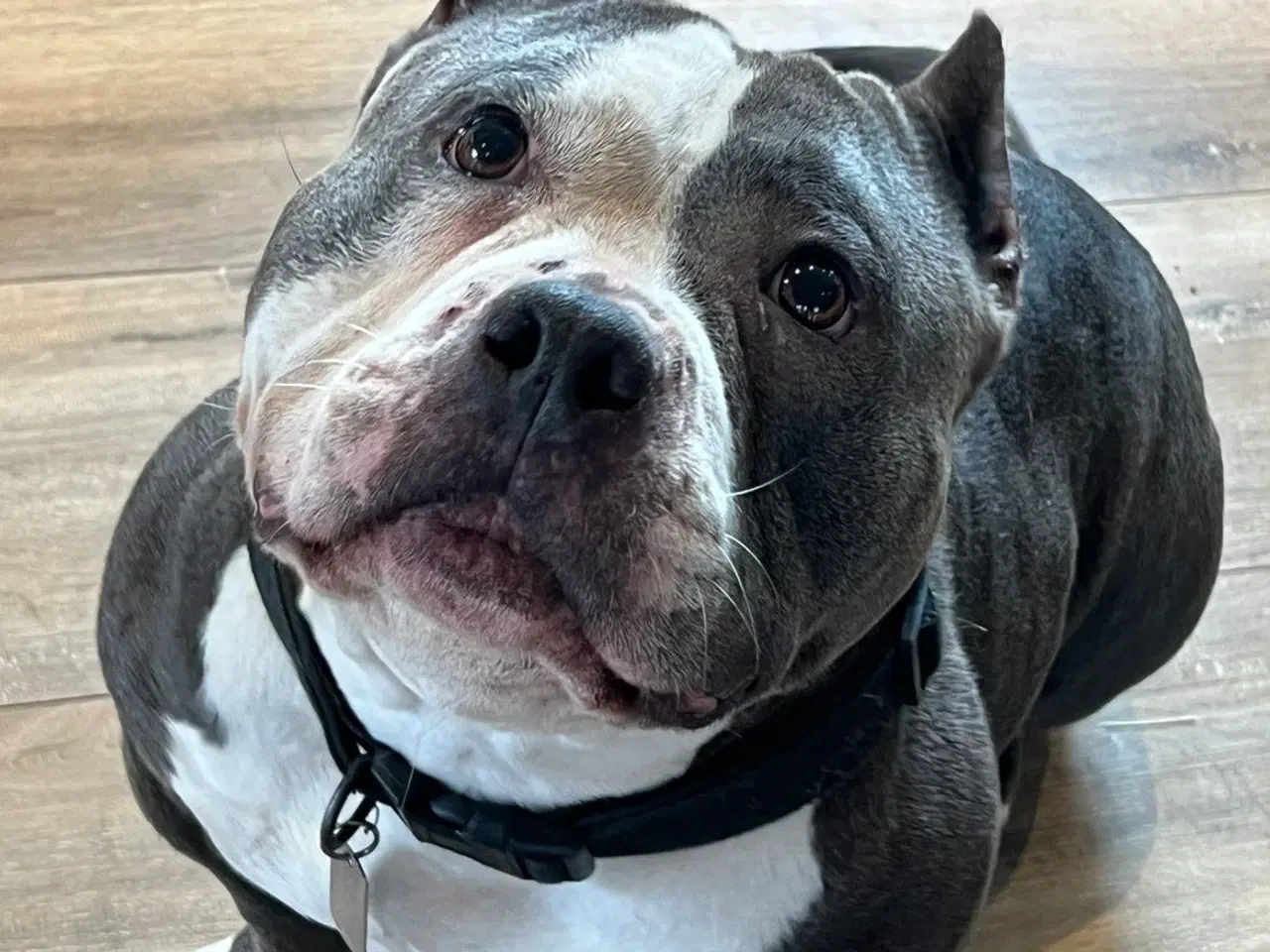 Billede 1 - American bully pocket