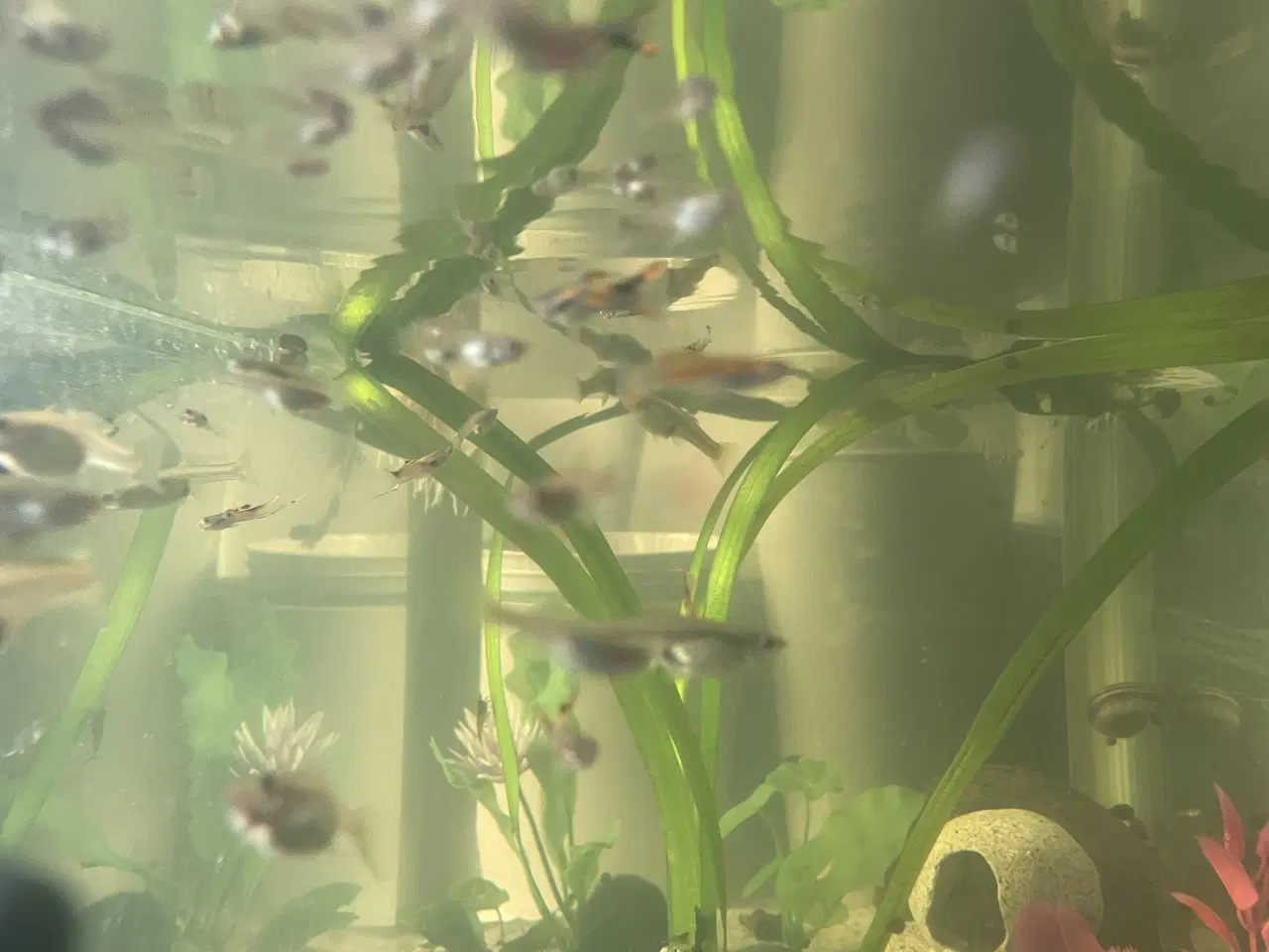 Billede 3 - Endlers, Guppy
