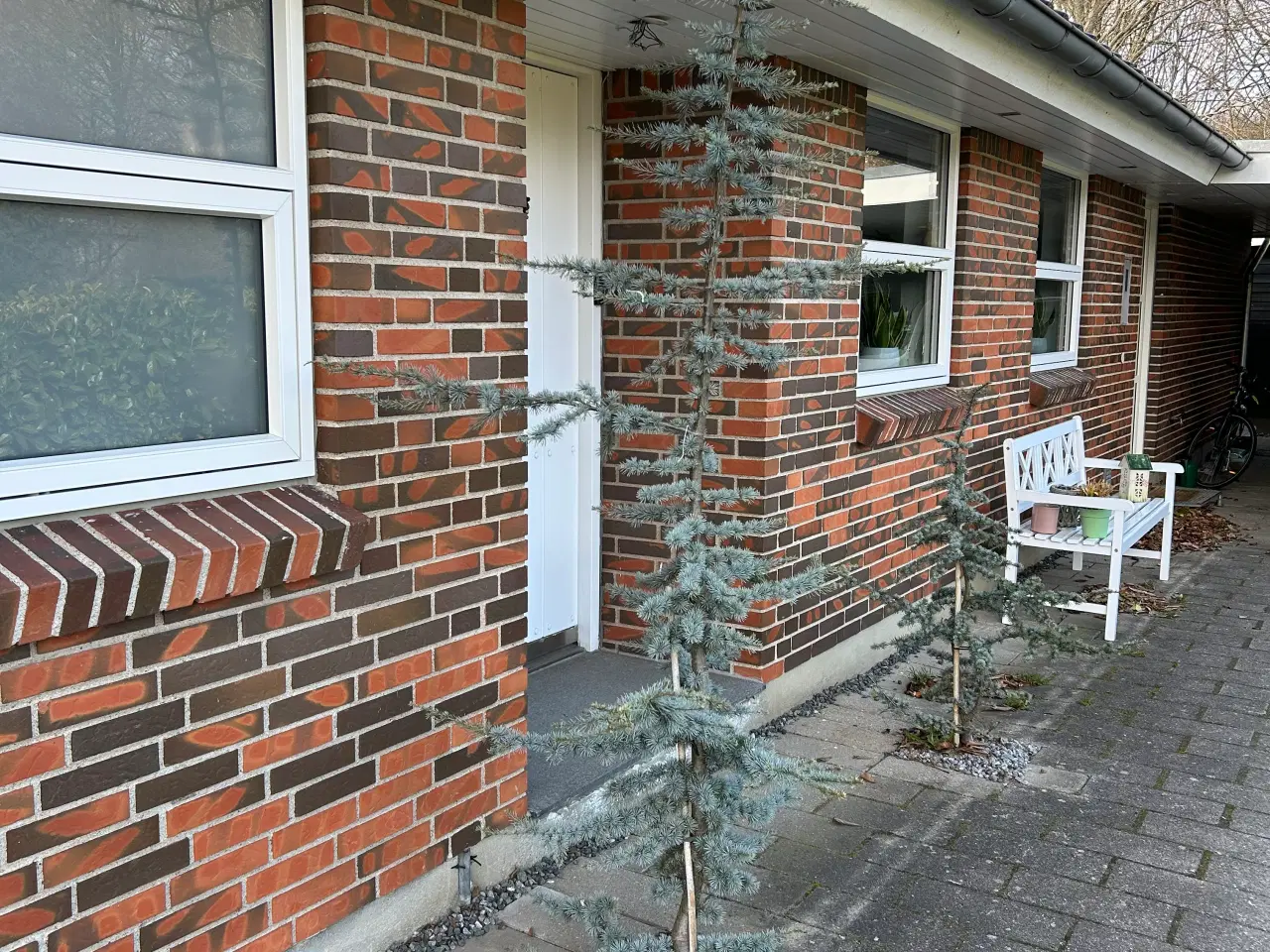 Billede 2 - 2 stk Cedertræ