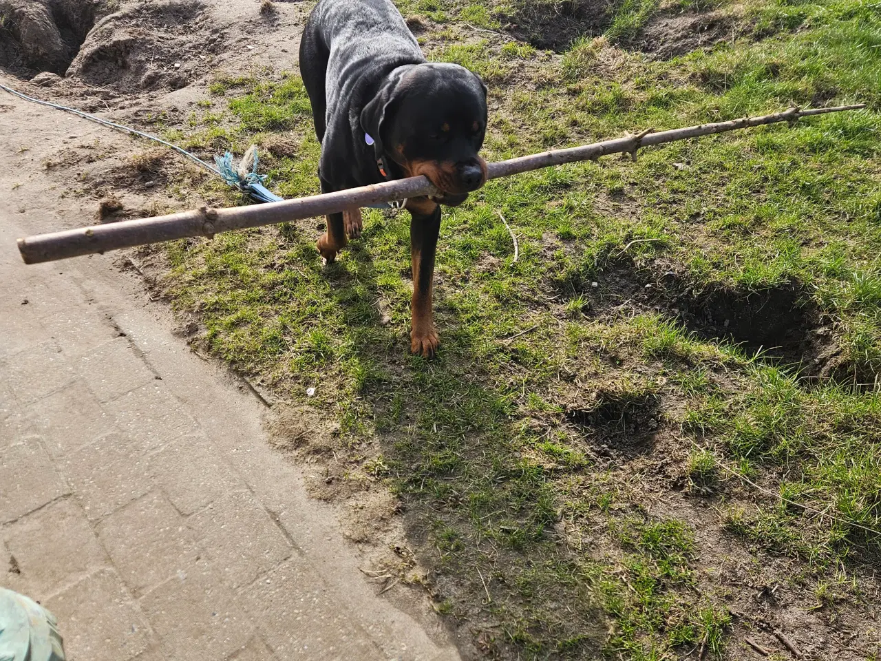 Billede 2 - Sælger min rottweiler han 
